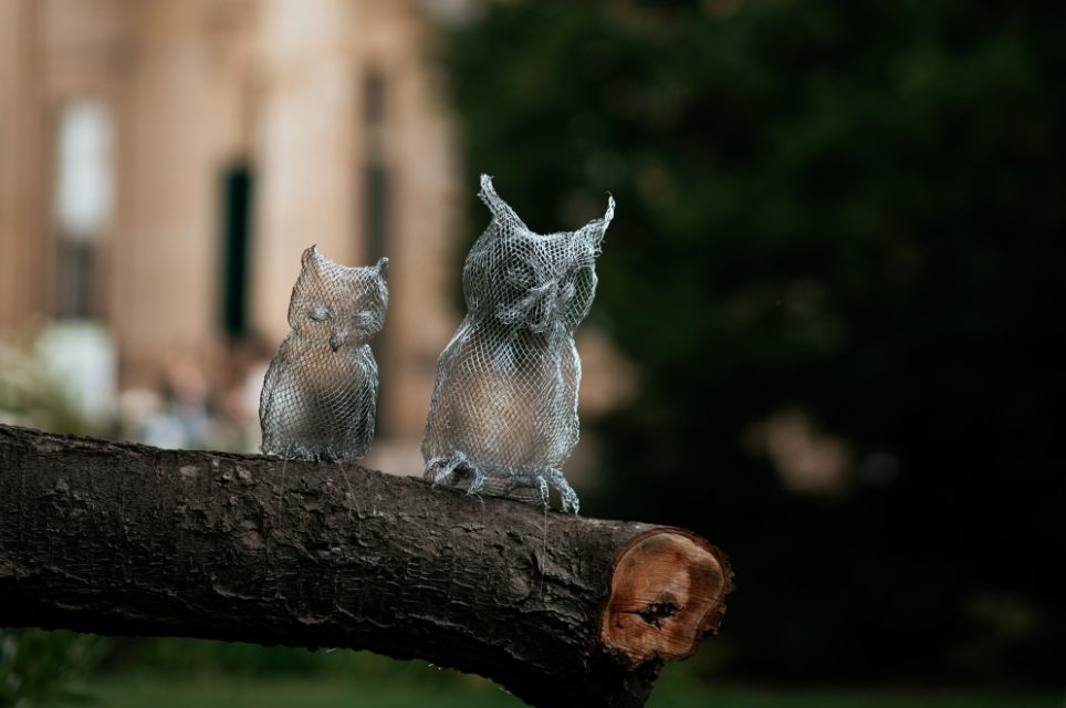 Owls Cropped